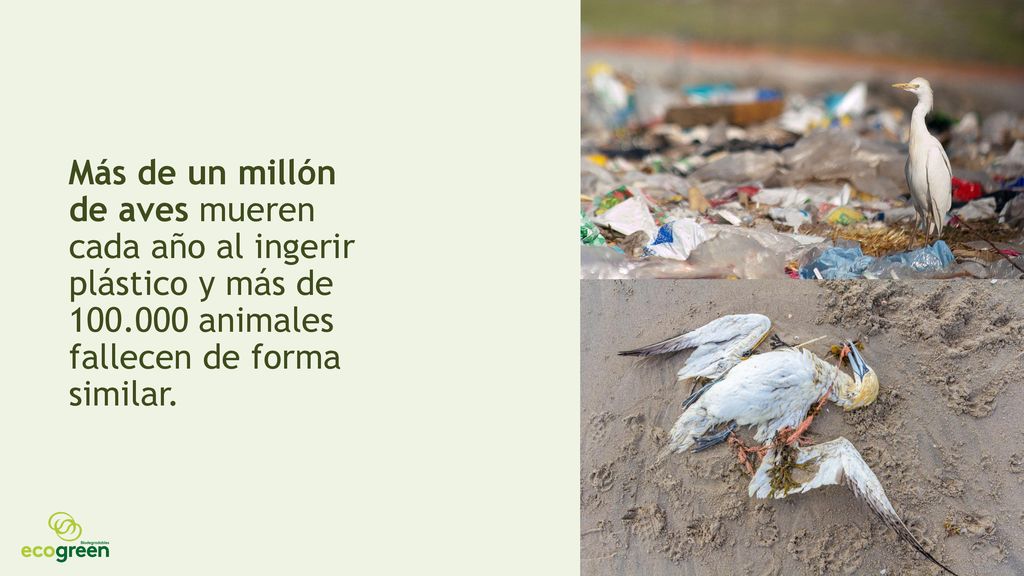 Más de un millón de aves mueren cada año al ingerir plástico y más de animales fallecen de forma similar.