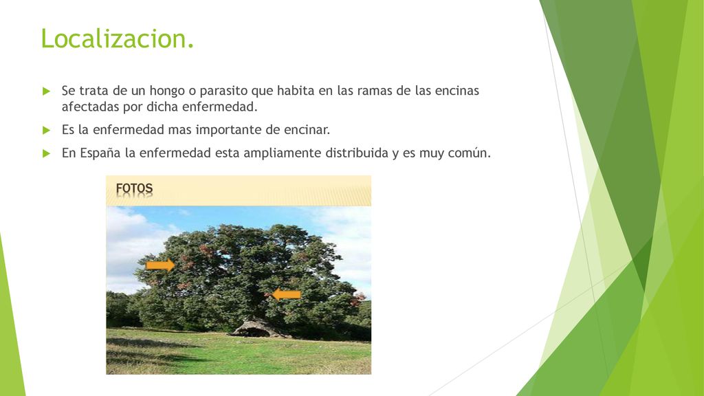 Localizacion. Se trata de un hongo o parasito que habita en las ramas de las encinas afectadas por dicha enfermedad.