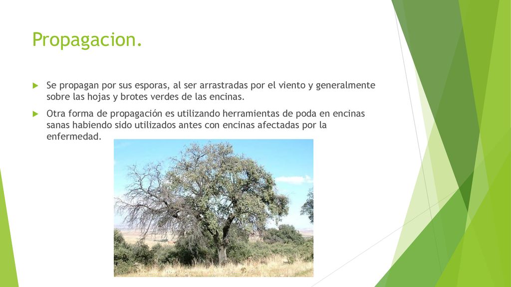 Propagacion. Se propagan por sus esporas, al ser arrastradas por el viento y generalmente sobre las hojas y brotes verdes de las encinas.