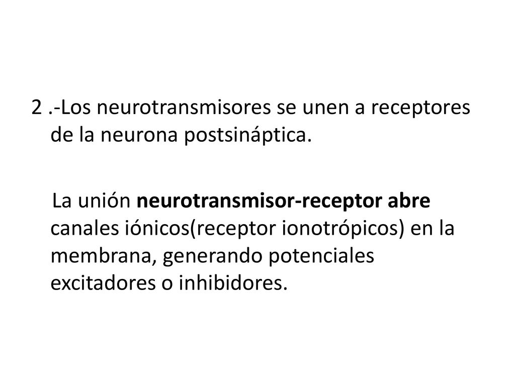2 .-Los neurotransmisores se unen a receptores de la neurona postsináptica.
