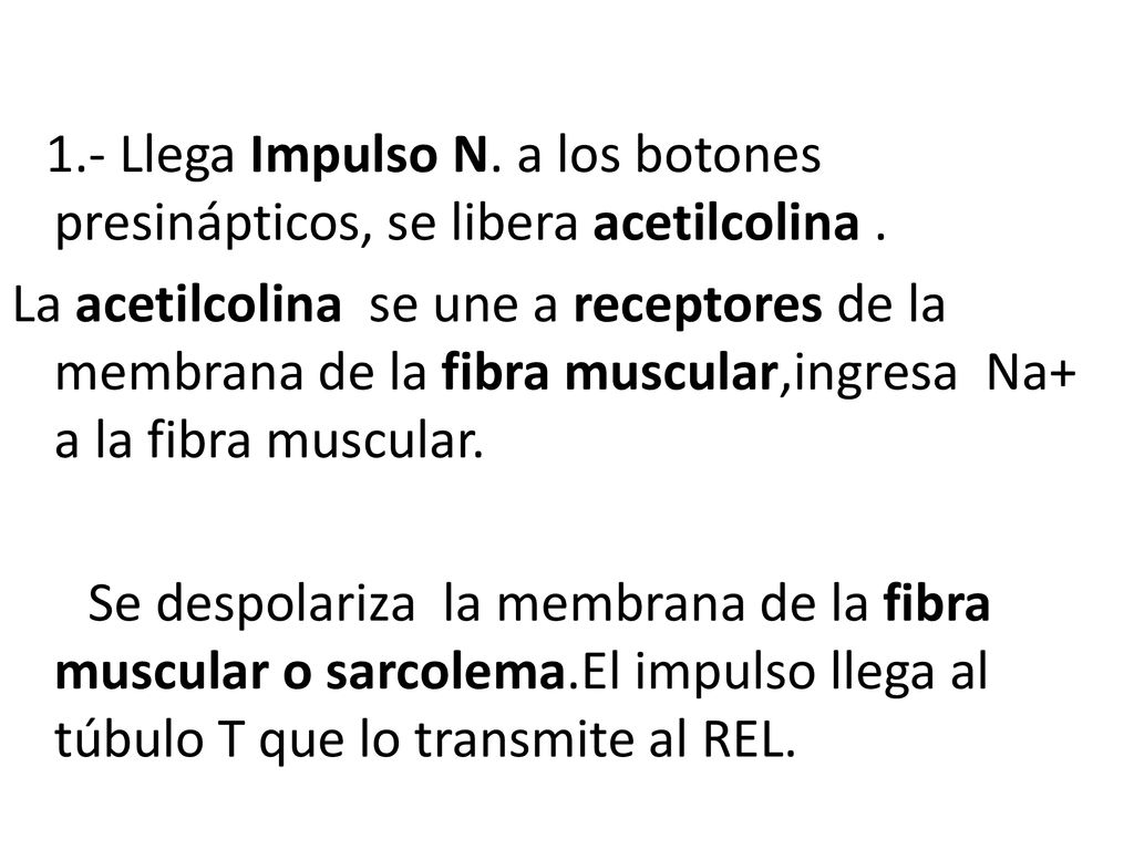 1.- Llega Impulso N. a los botones presinápticos, se libera acetilcolina .