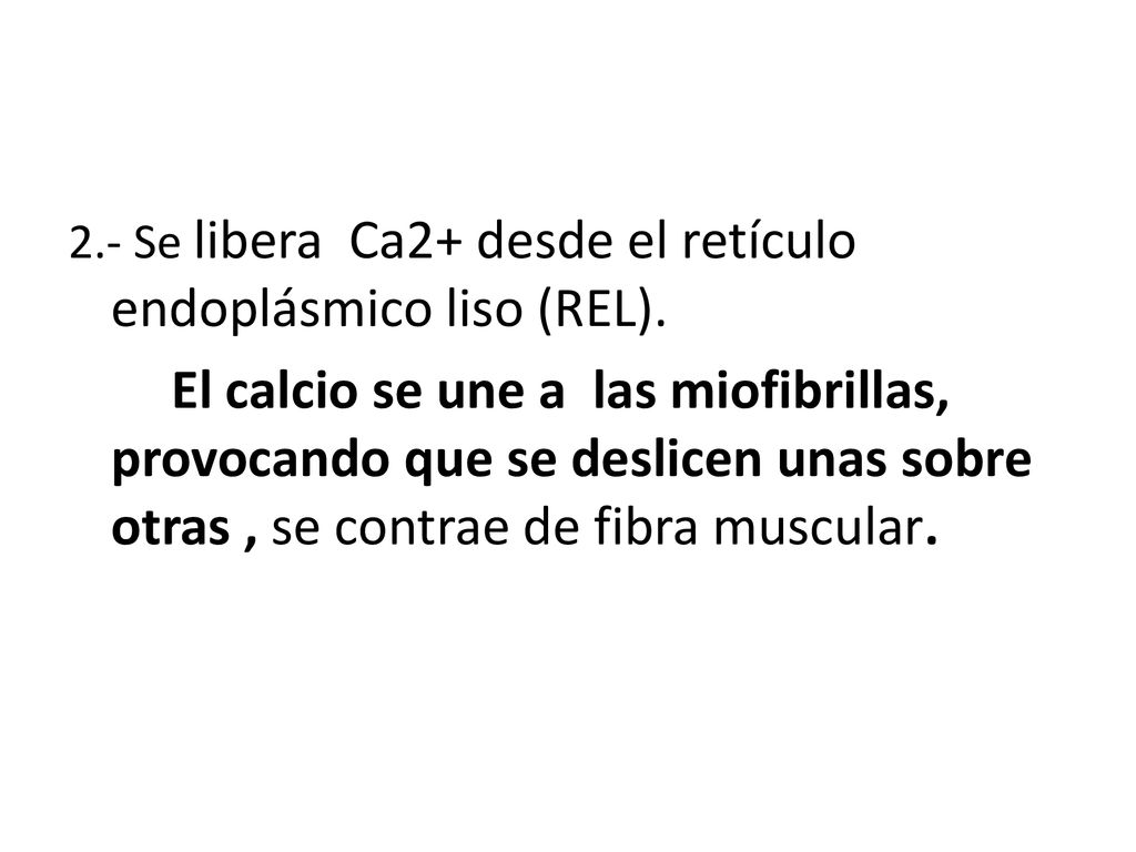 2.- Se libera Ca2+ desde el retículo endoplásmico liso (REL).