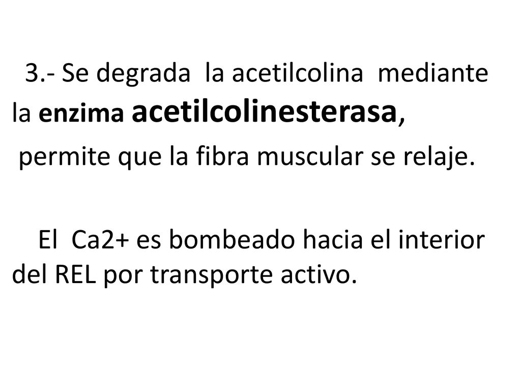 3.- Se degrada la acetilcolina mediante la enzima acetilcolinesterasa, permite que la fibra muscular se relaje.