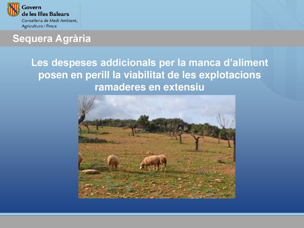 Sequera Agrària Les despeses addicionals per la manca d’aliment posen en perill la viabilitat de les explotacions ramaderes en extensiu.