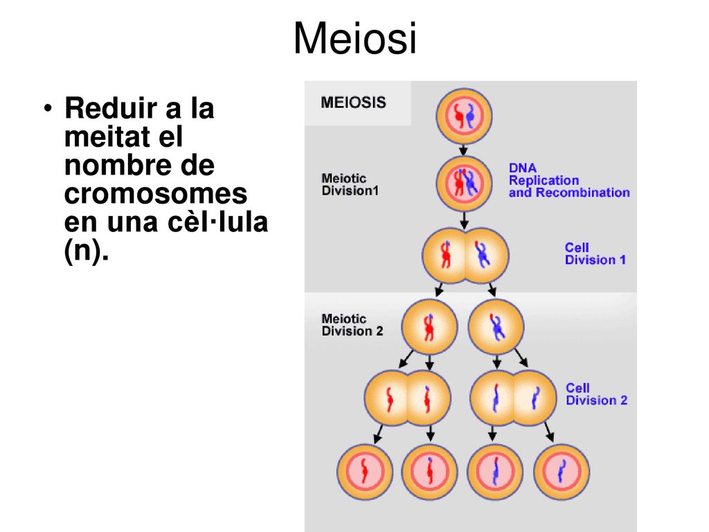 Meiosi Reduir a la meitat el nombre de cromosomes en una cèl·lula (n).