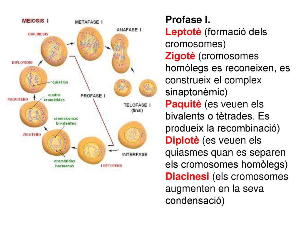Profase I. Leptotè (formació dels cromosomes) Zigotè (cromosomes homòlegs es reconeixen, es construeix el complex sinaptonèmic)