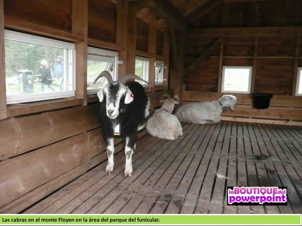 Las cabras en el monte Floyen en la área del parque del funicular.
