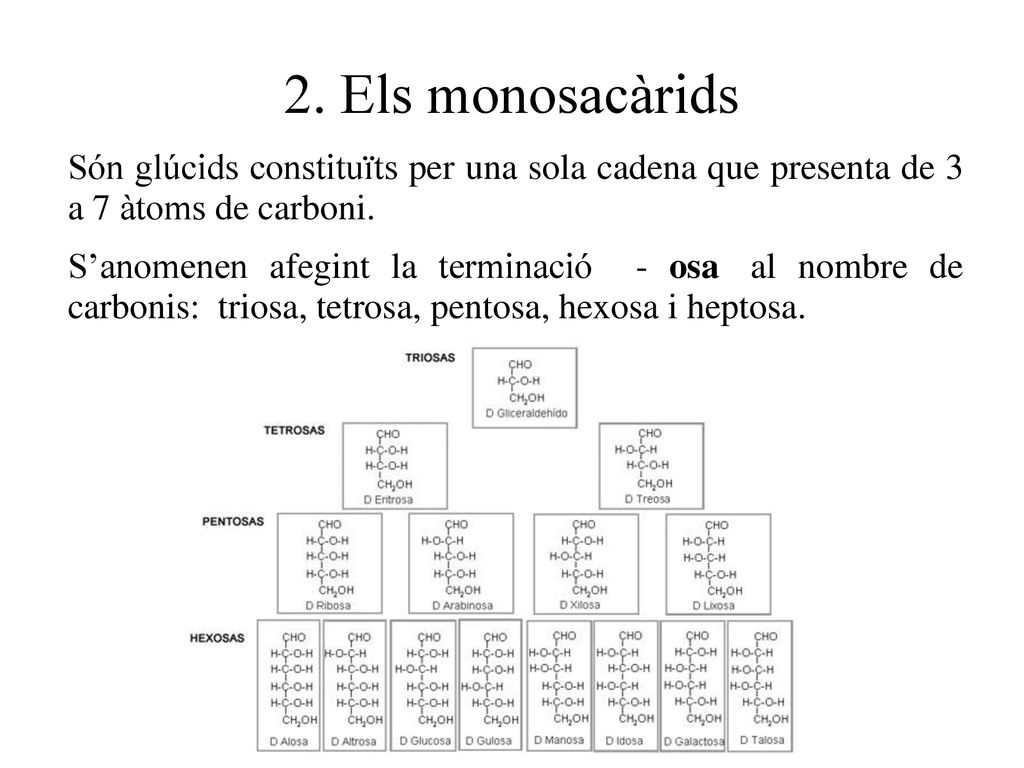 2. Els monosacàrids Són glúcids constituïts per una sola cadena que presenta de 3 a 7 àtoms de carboni.