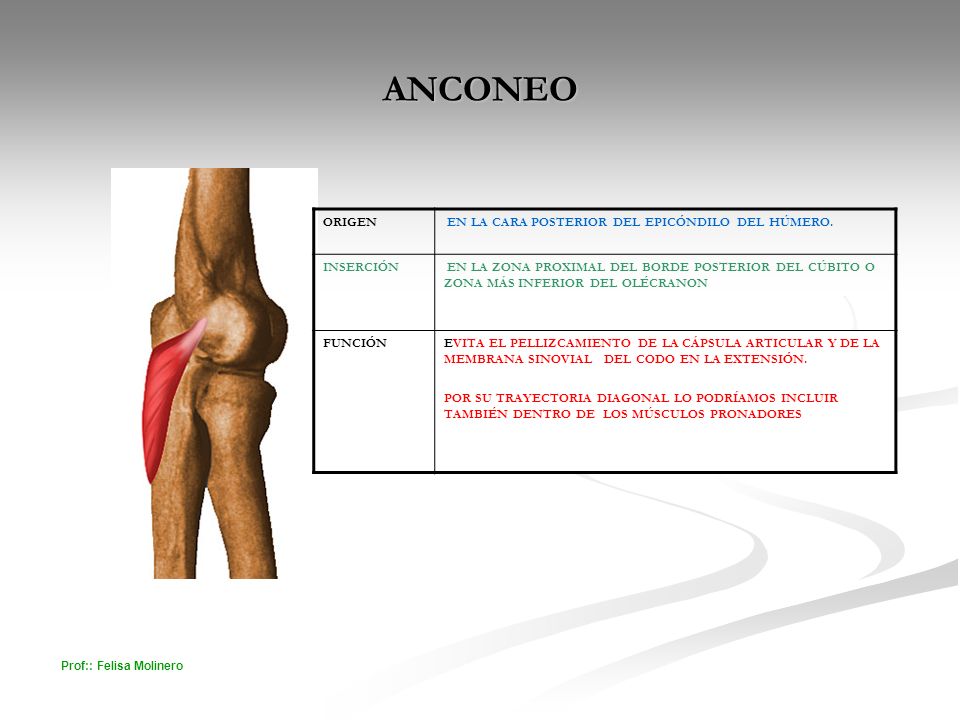 ANCONEO ORIGEN EN LA CARA POSTERIOR DEL EPICÓNDILO DEL HÚMERO.