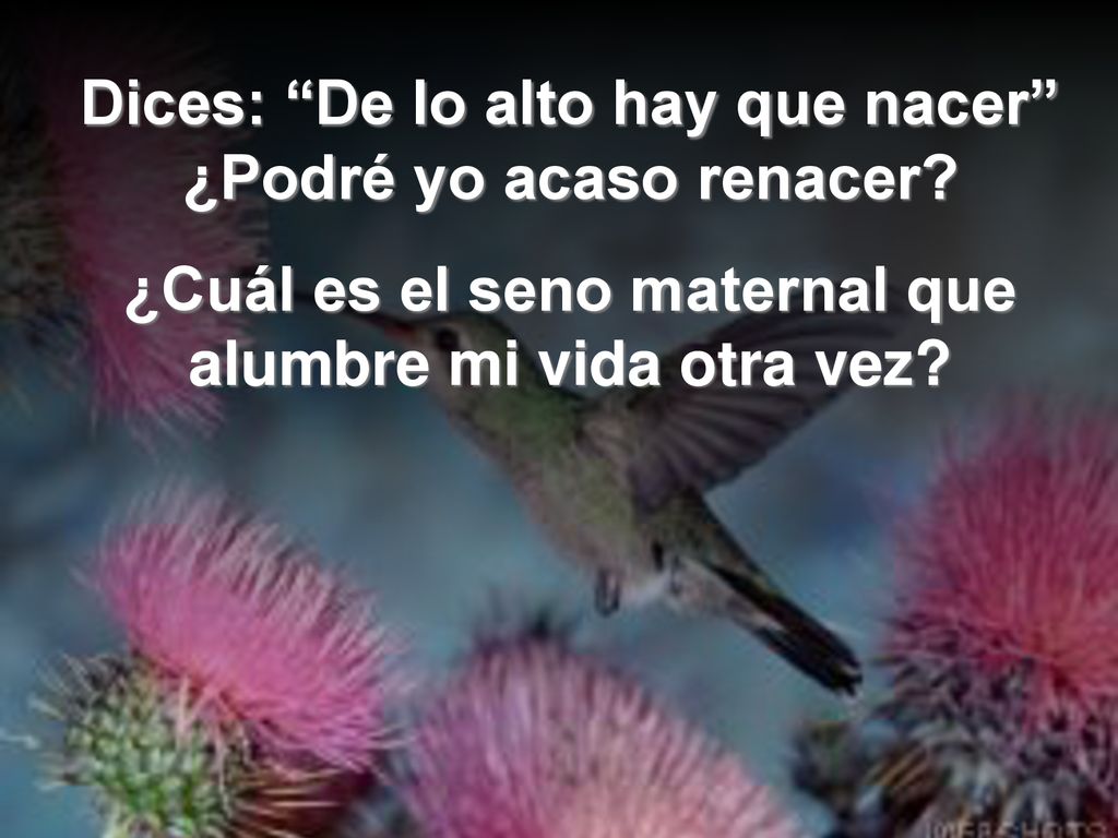 Dices: De lo alto hay que nacer ¿Podré yo acaso renacer