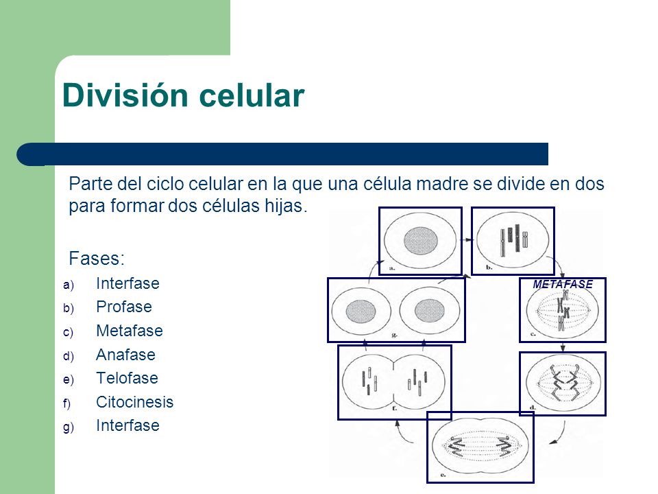 División celular Parte del ciclo celular en la que una célula madre se divide en dos para formar dos células hijas.