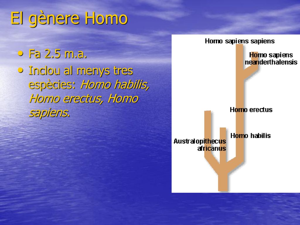 El gènere Homo Fa 2.5 m.a. Inclou al menys tres espècies: Homo habilis, Homo erectus, Homo sapiens.