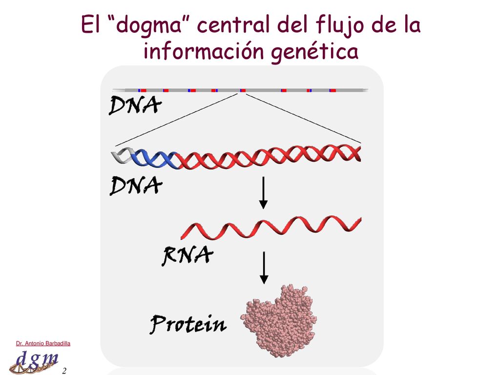 El dogma central del flujo de la información genética