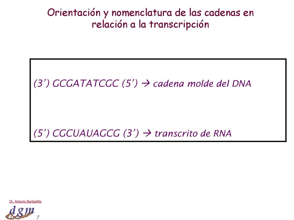 Orientación y nomenclatura de las cadenas en relación a la transcripción