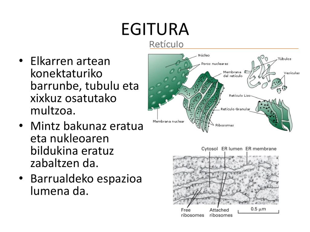 EGITURA Elkarren artean konektaturiko barrunbe, tubulu eta xixkuz osatutako multzoa.