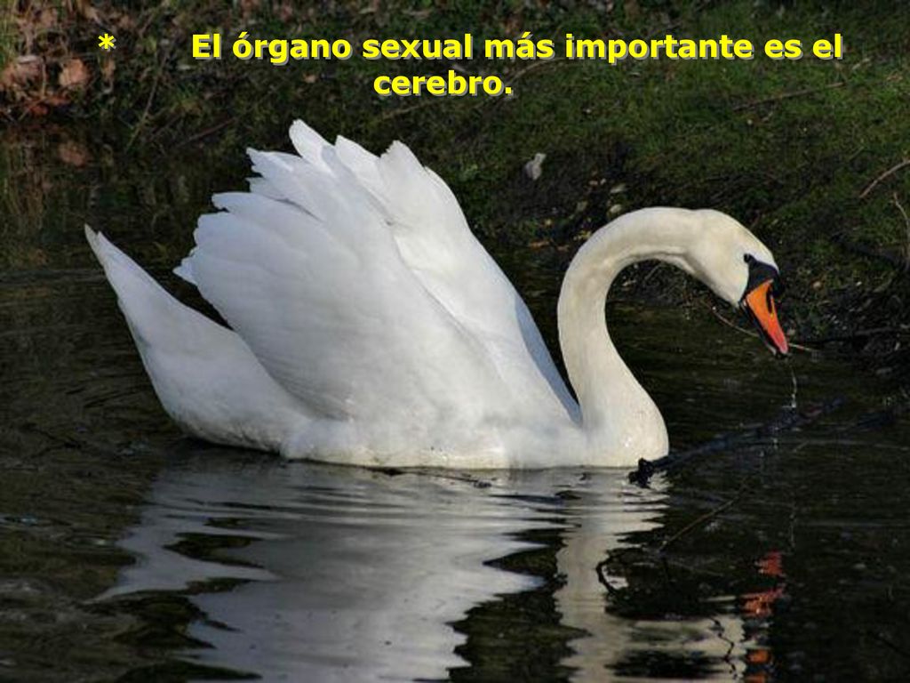 * El órgano sexual más importante es el cerebro.