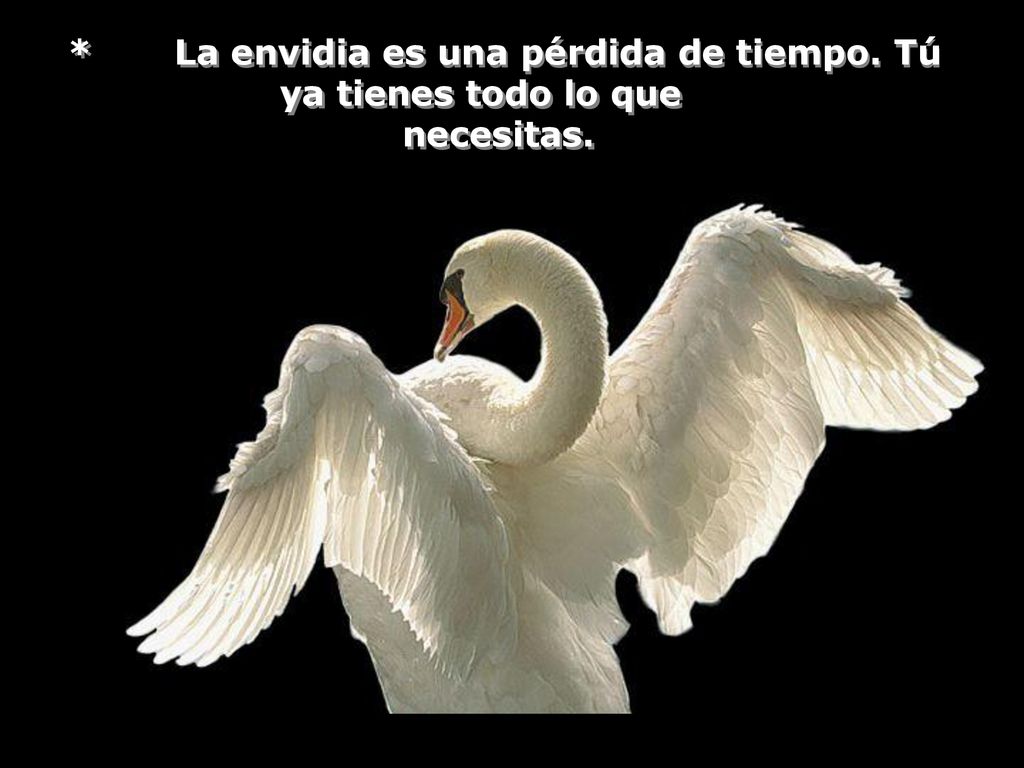 * La envidia es una pérdida de tiempo. Tú ya tienes todo lo que necesitas.