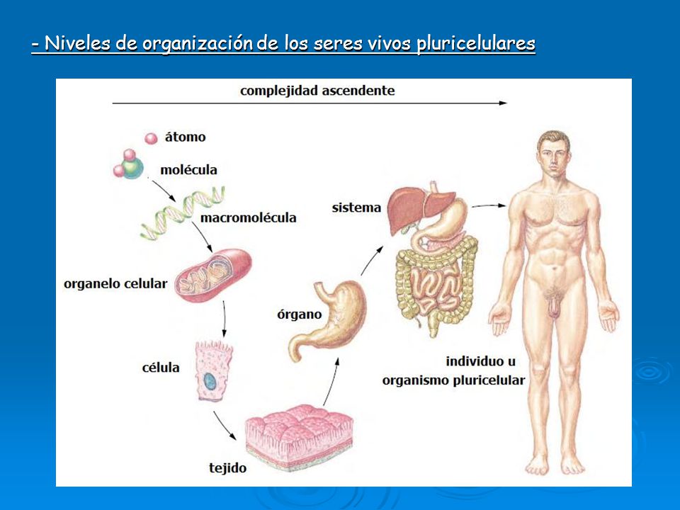 - Niveles de organización de los seres vivos pluricelulares
