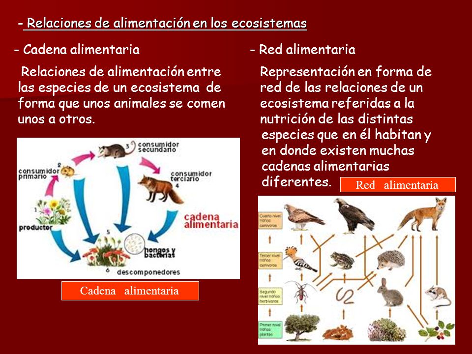 Relaciones de alimentación en los ecosistemas