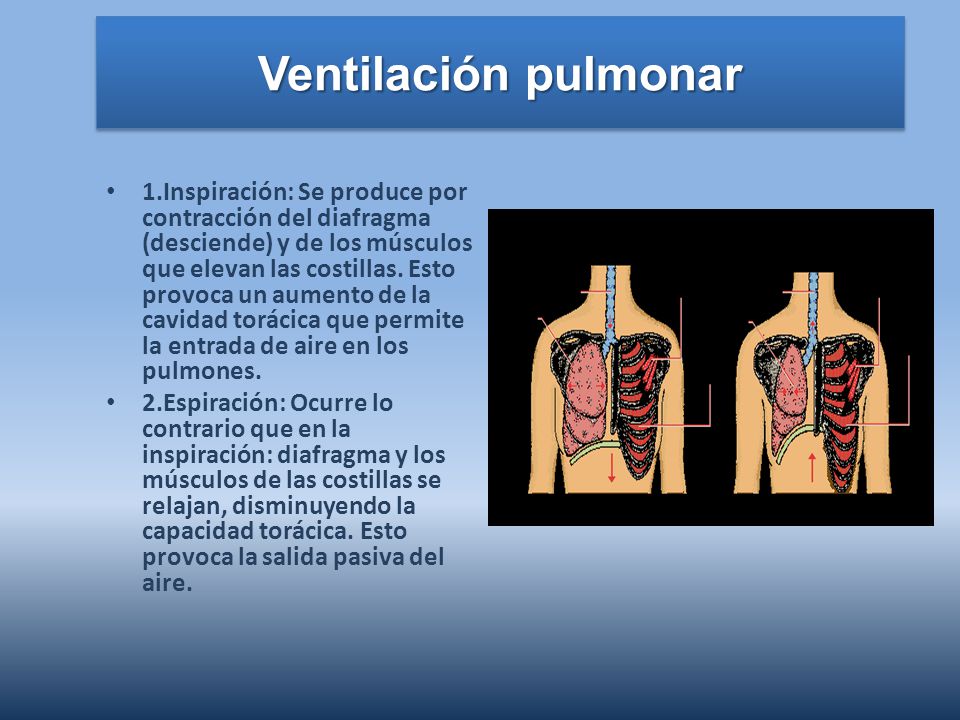Ventilación pulmonar