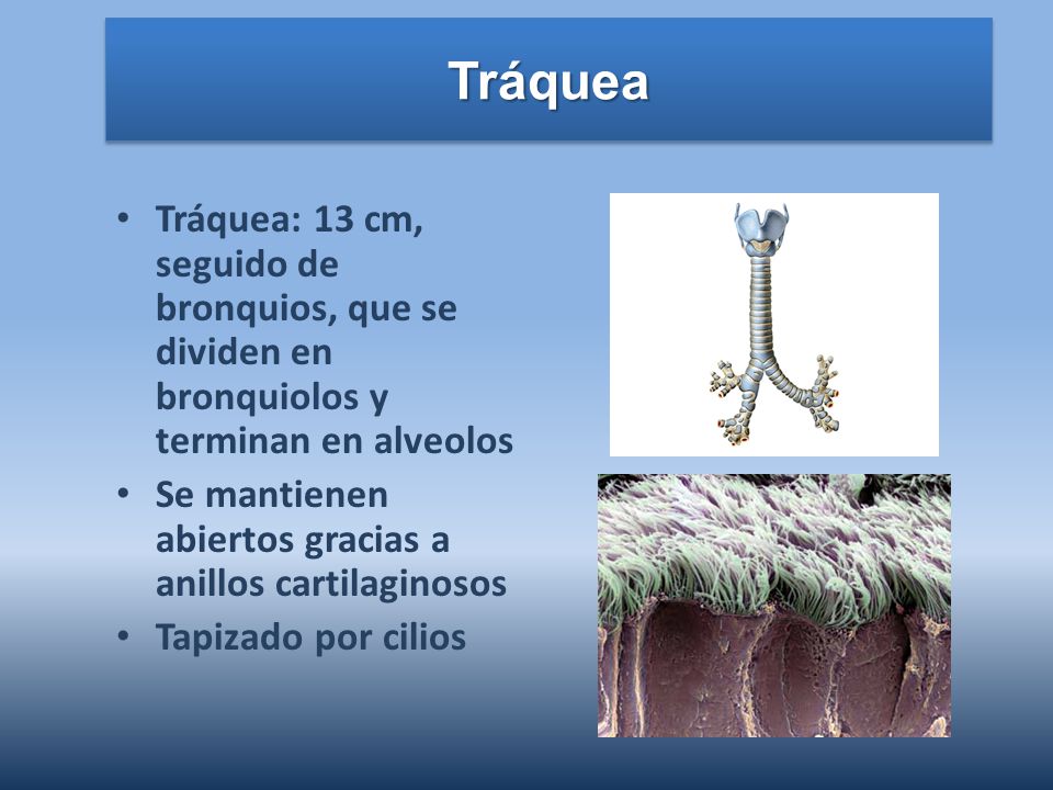 Tráquea Tráquea: 13 cm, seguido de bronquios, que se dividen en bronquiolos y terminan en alveolos.