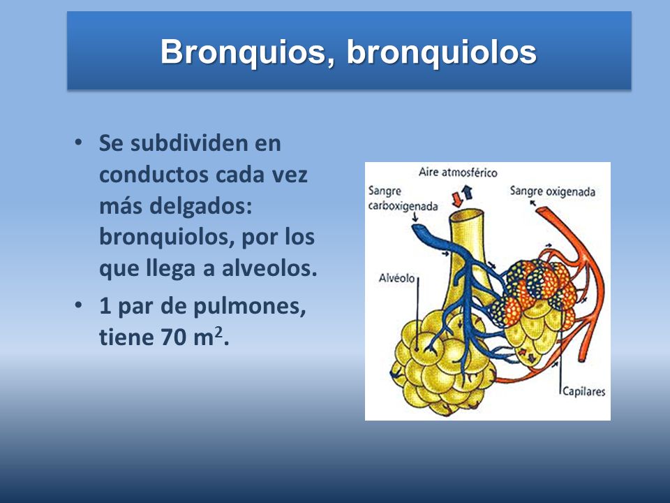 Bronquios, bronquiolos
