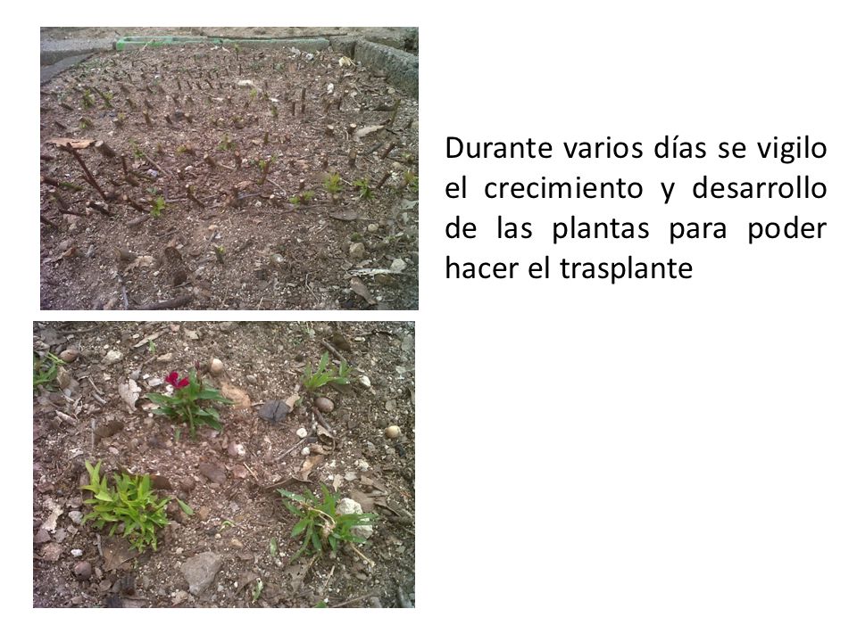 Durante varios días se vigilo el crecimiento y desarrollo de las plantas para poder hacer el trasplante