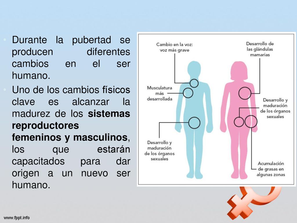 Durante la pubertad se producen diferentes cambios en el ser humano.