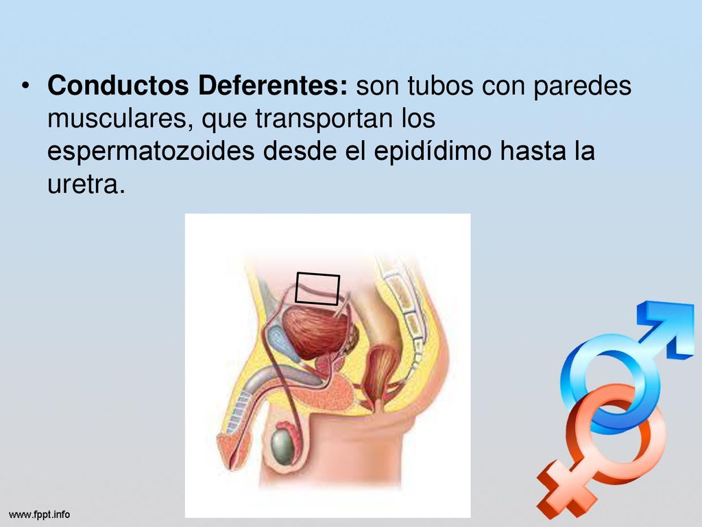 Conductos Deferentes: son tubos con paredes musculares, que transportan los espermatozoides desde el epidídimo hasta la uretra.