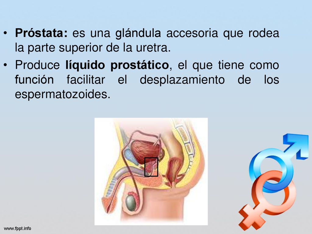 Próstata: es una glándula accesoria que rodea la parte superior de la uretra.