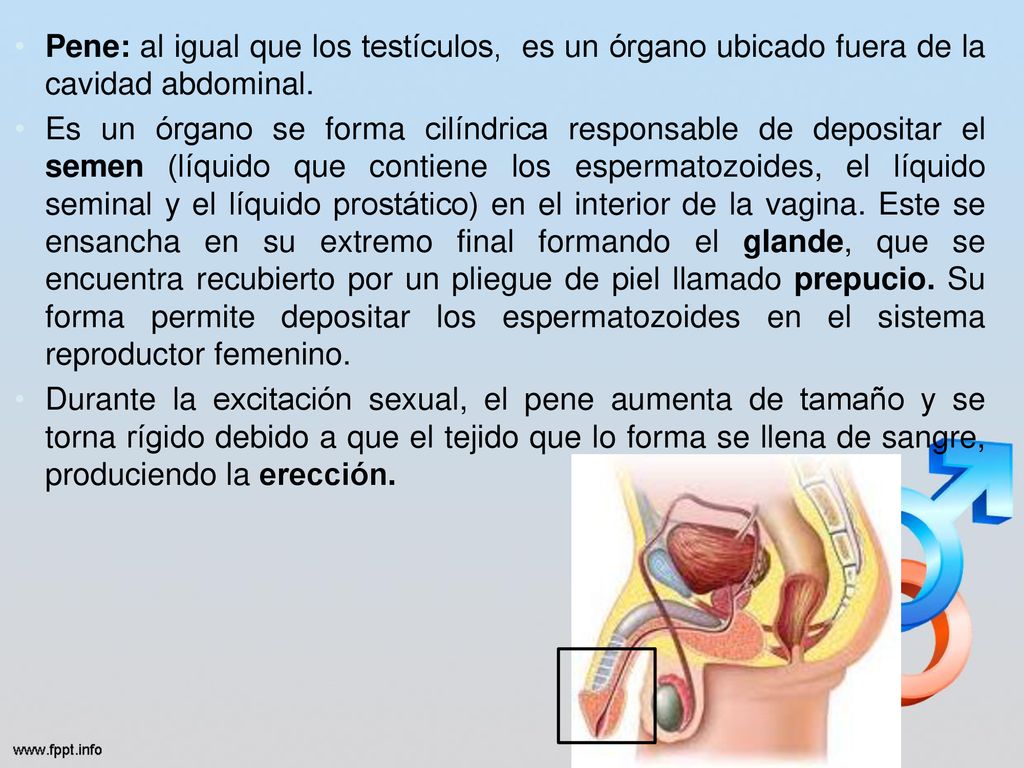 Pene: al igual que los testículos, es un órgano ubicado fuera de la cavidad abdominal.