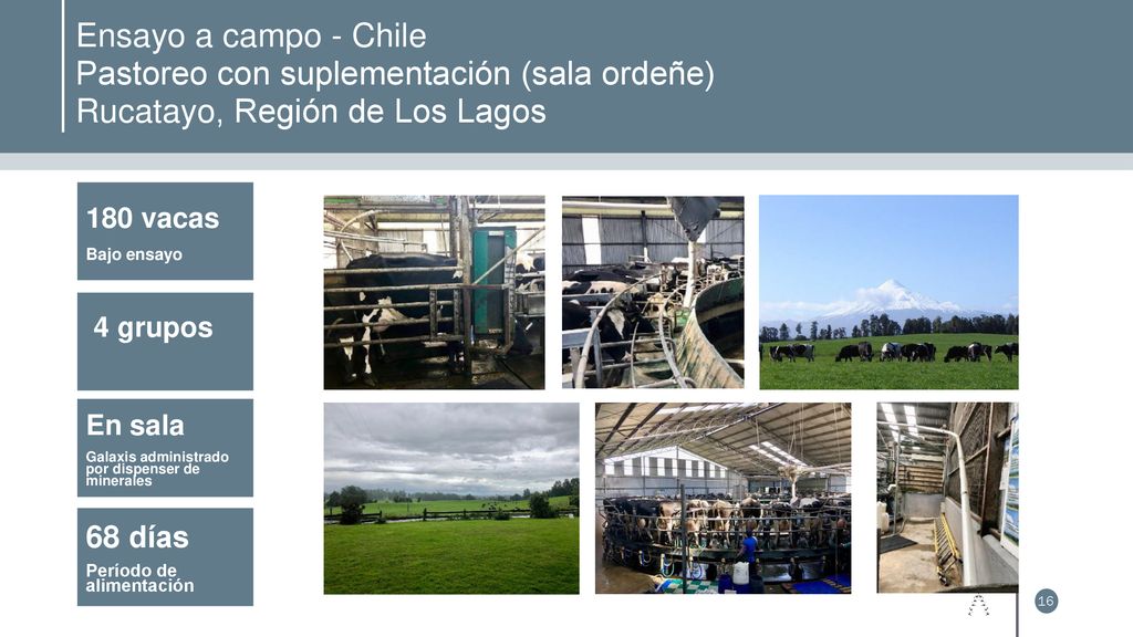 Ensayo a campo - Chile Pastoreo con suplementación (sala ordeñe) Rucatayo, Región de Los Lagos