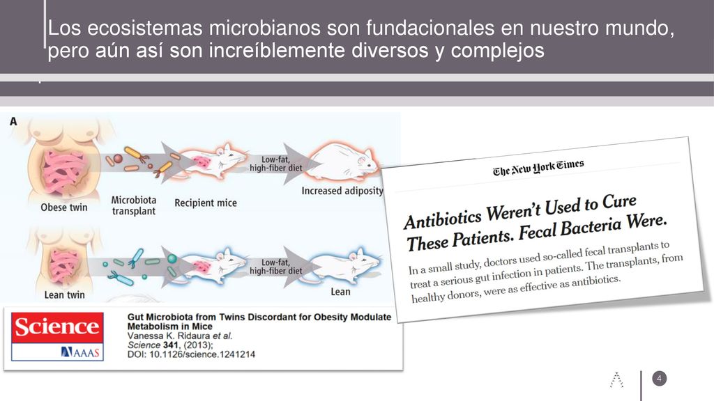 /19/ :22 AM. Los ecosistemas microbianos son fundacionales en nuestro mundo, pero aún así son increíblemente diversos y complejos.