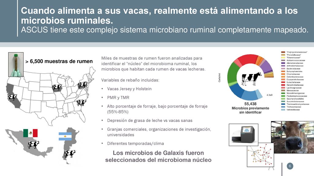 Cuando alimenta a sus vacas, realmente está alimentando a los microbios ruminales. ASCUS tiene este complejo sistema microbiano ruminal completamente mapeado.