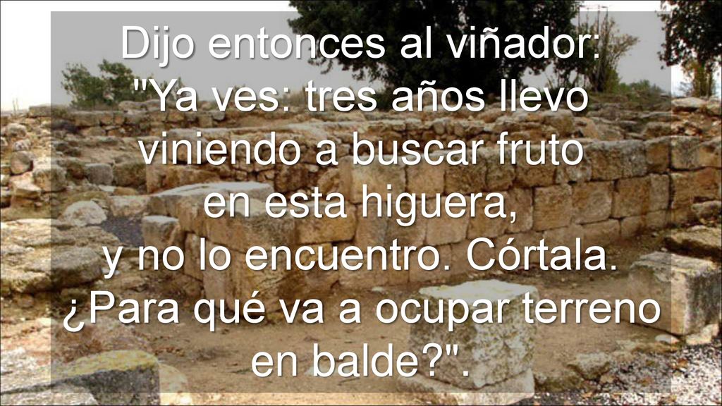 Dijo entonces al viñador: Ya ves: tres años llevo viniendo a buscar fruto en esta higuera, y no lo encuentro.