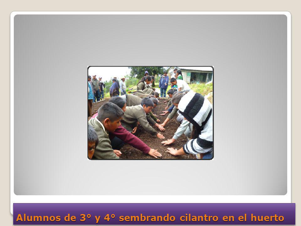 Alumnos de 3° y 4° sembrando cilantro en el huerto