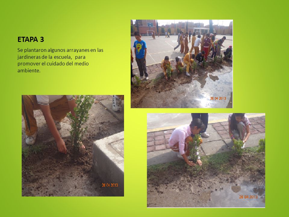 ETAPA 3 Se plantaron algunos arrayanes en las jardineras de la escuela, para promover el cuidado del medio ambiente.