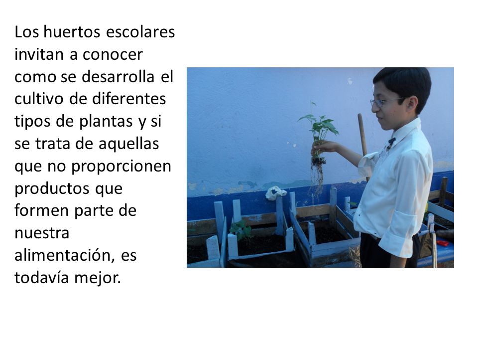 Los huertos escolares invitan a conocer como se desarrolla el cultivo de diferentes tipos de plantas y si se trata de aquellas que no proporcionen productos que formen parte de nuestra alimentación, es todavía mejor.