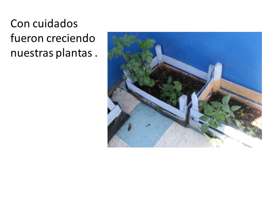 Con cuidados fueron creciendo nuestras plantas .