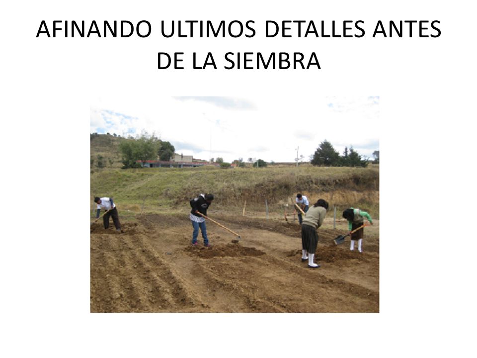 AFINANDO ULTIMOS DETALLES ANTES DE LA SIEMBRA