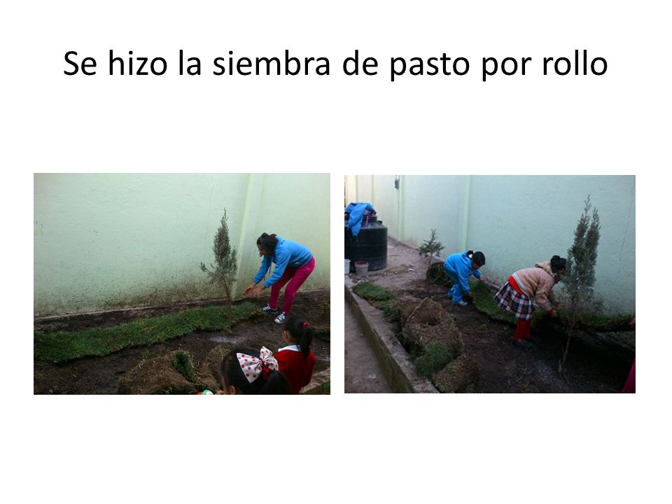 Se hizo la siembra de pasto por rollo