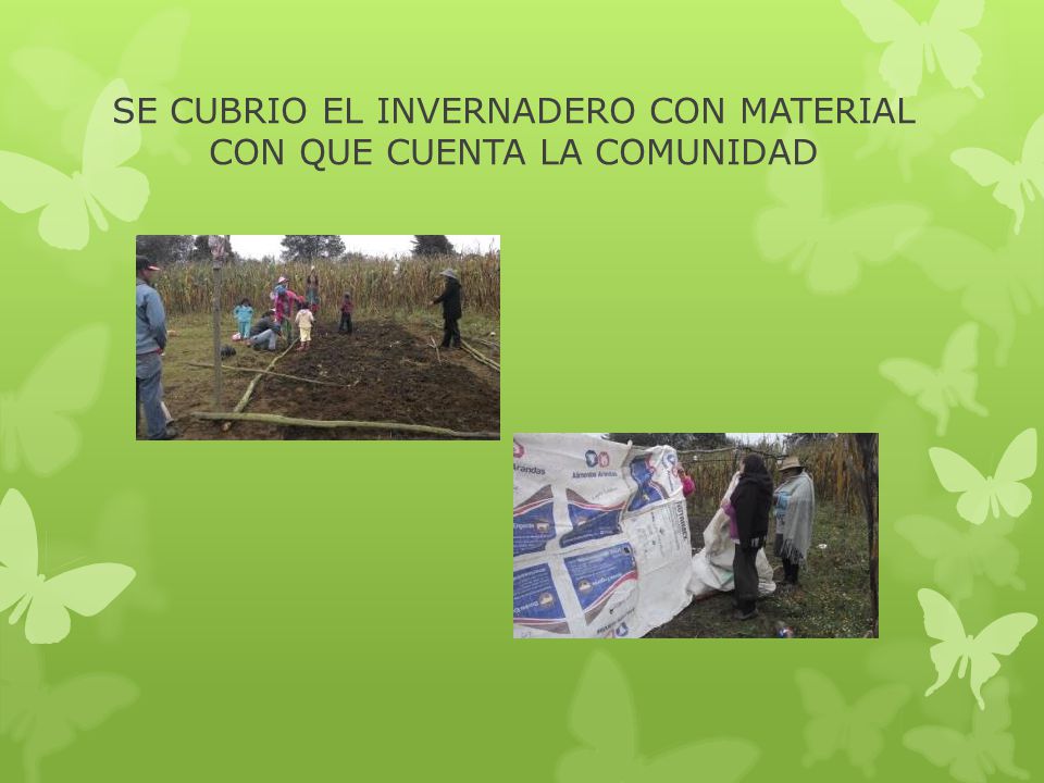 SE CUBRIO EL INVERNADERO CON MATERIAL CON QUE CUENTA LA COMUNIDAD