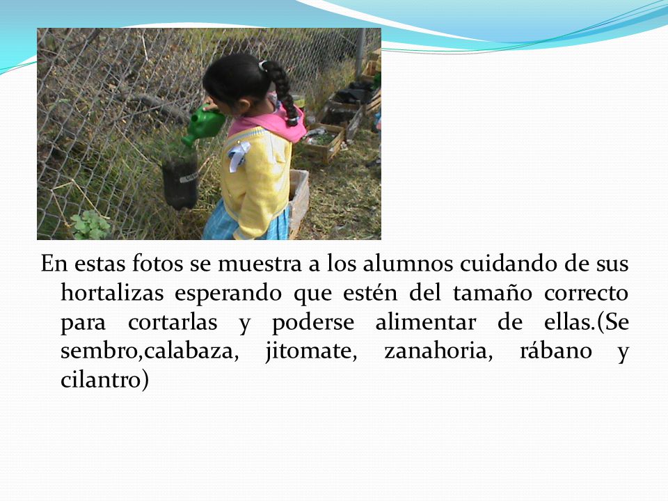 En estas fotos se muestra a los alumnos cuidando de sus hortalizas esperando que estén del tamaño correcto para cortarlas y poderse alimentar de ellas.(Se sembro,calabaza, jitomate, zanahoria, rábano y cilantro)