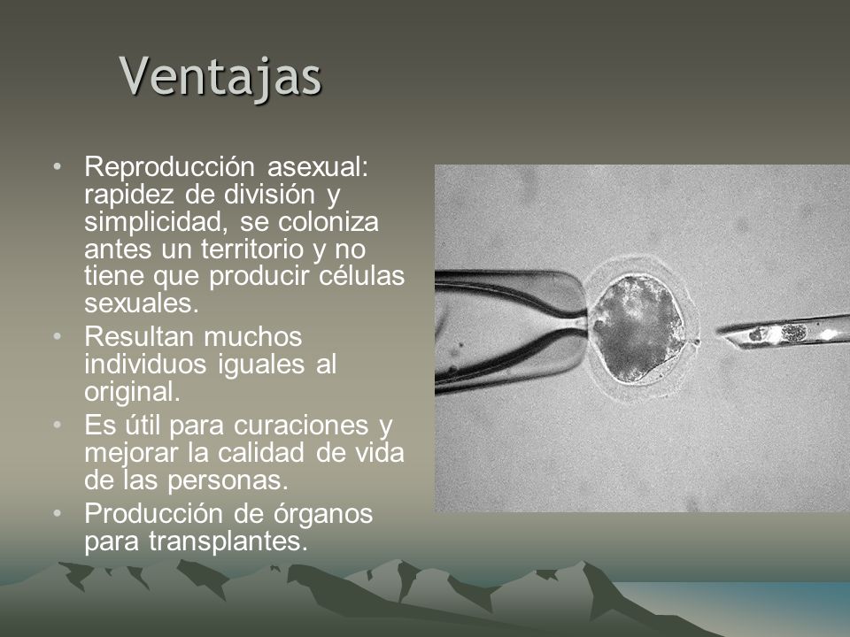 Ventajas Reproducción asexual: rapidez de división y simplicidad, se coloniza antes un territorio y no tiene que producir células sexuales.