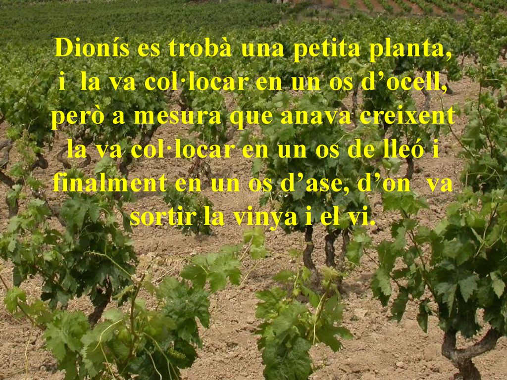 Dionís es trobà una petita planta, i la va col·locar en un os d’ocell, però a mesura que anava creixent la va col·locar en un os de lleó i finalment en un os d’ase, d’on va sortir la vinya i el vi.