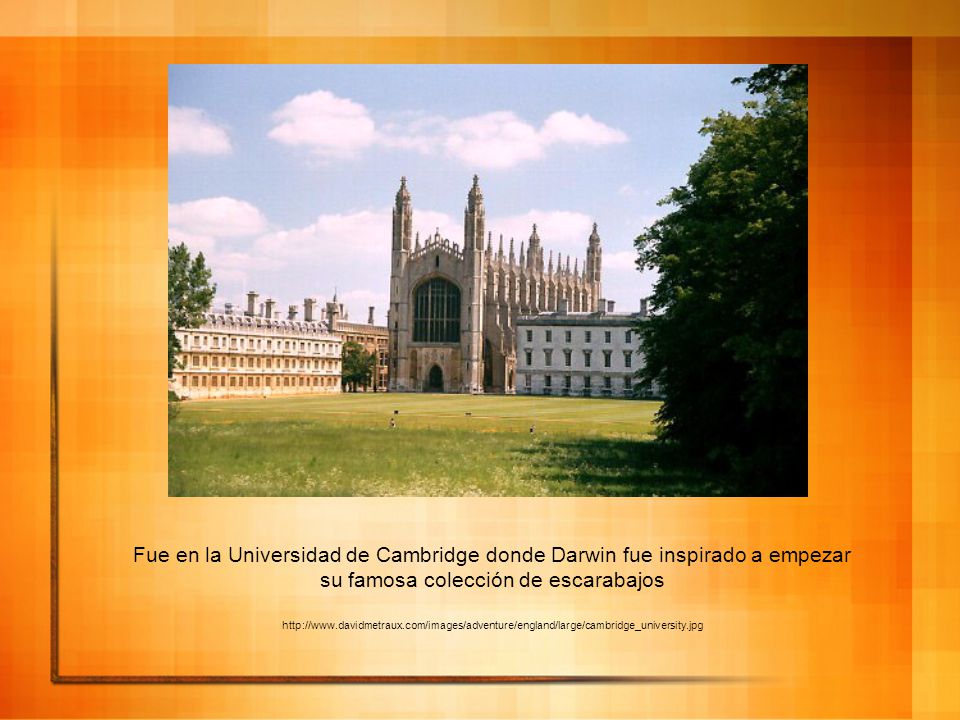 Fue en la Universidad de Cambridge donde Darwin fue inspirado a empezar su famosa colección de escarabajos