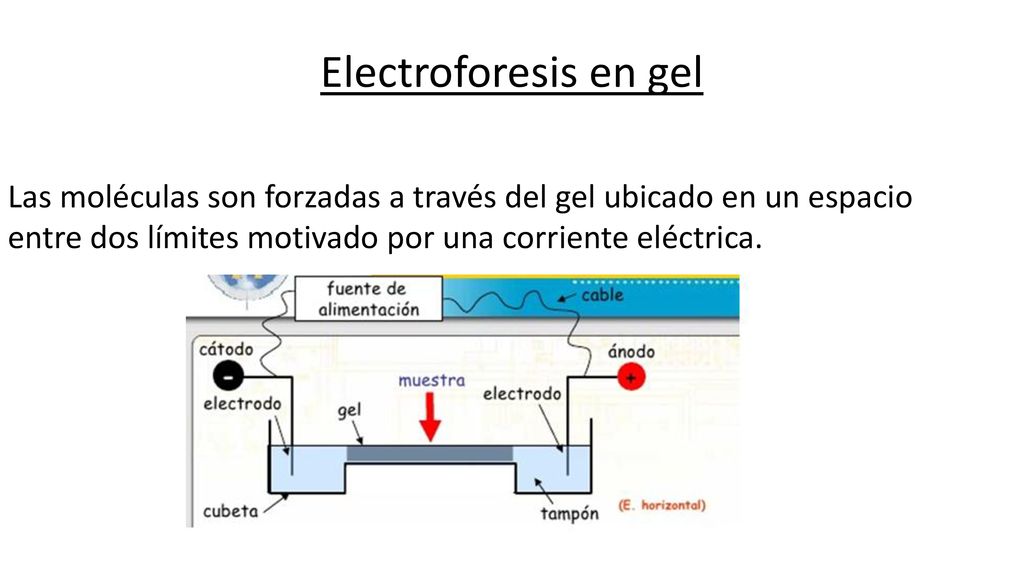 Electroforesis en gel Las moléculas son forzadas a través del gel ubicado en un espacio entre dos límites motivado por una corriente eléctrica.