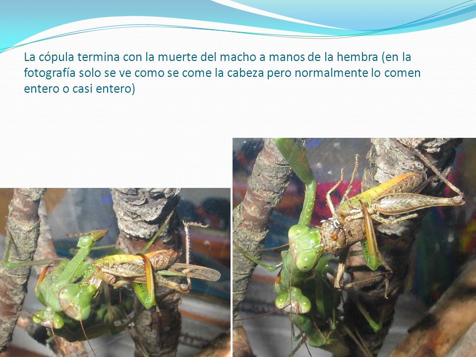 La cópula termina con la muerte del macho a manos de la hembra (en la fotografía solo se ve como se come la cabeza pero normalmente lo comen entero o casi entero)