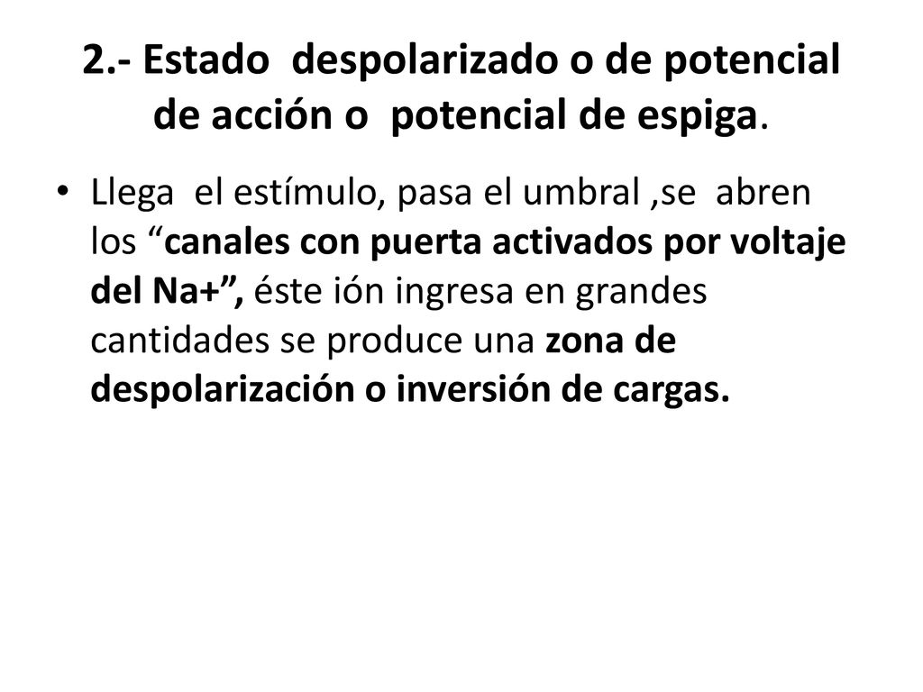 2.- Estado despolarizado o de potencial de acción o potencial de espiga.