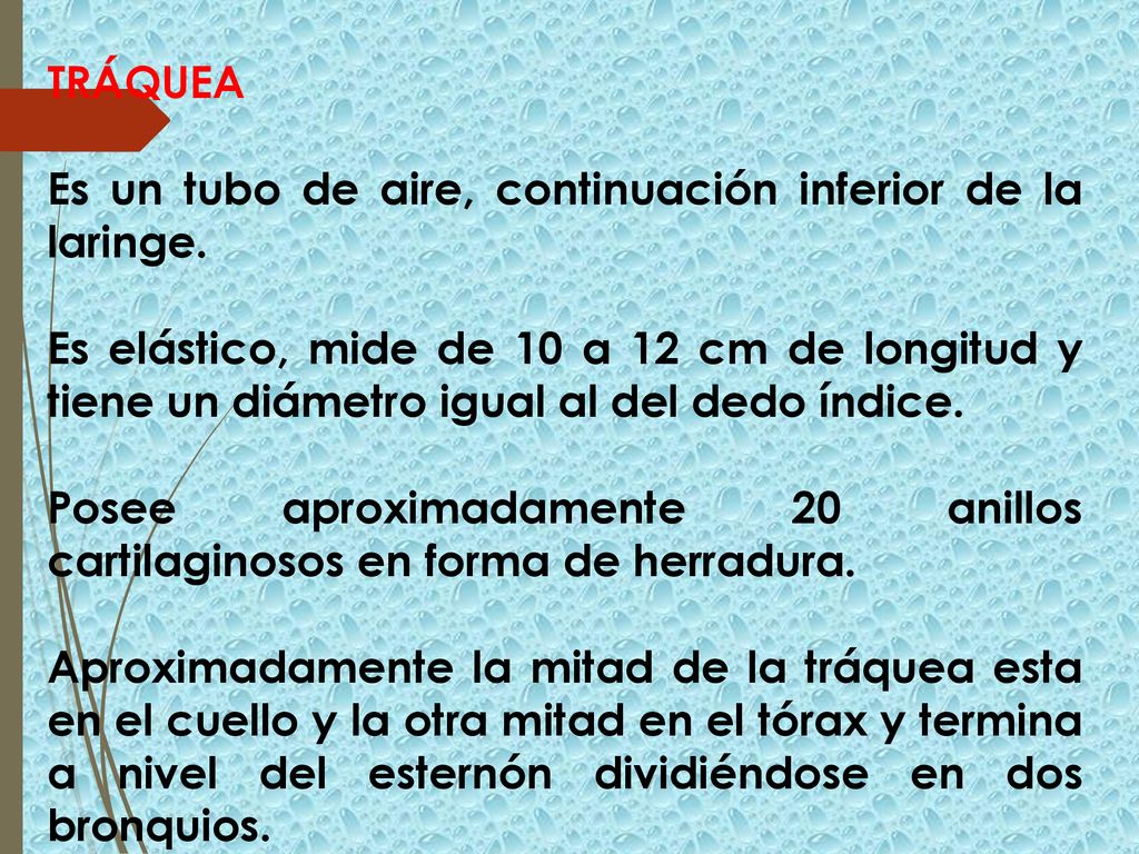 TRÁQUEA Es un tubo de aire, continuación inferior de la laringe.